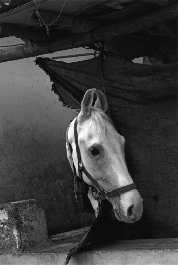 Abbas: Horse, Udaipur, Rajasthan