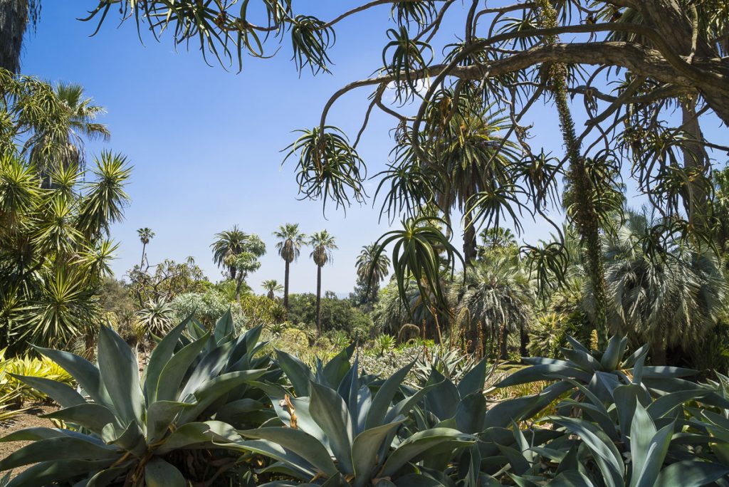Barbara Alper: Desert Garden