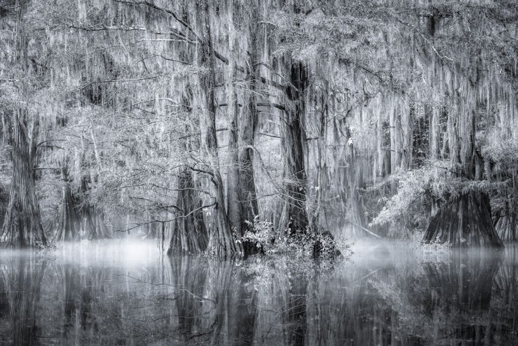 Marvin Greenbaum: The Swamp #77