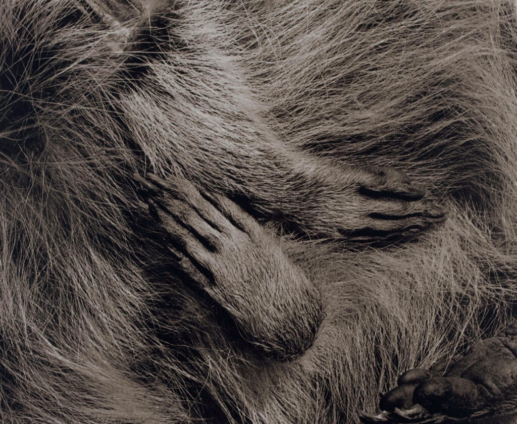 Bruce Katsiff: The Sleep of Peace