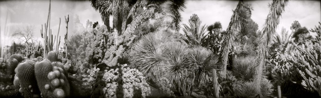 Christine Laptuta: #023, cactus garden