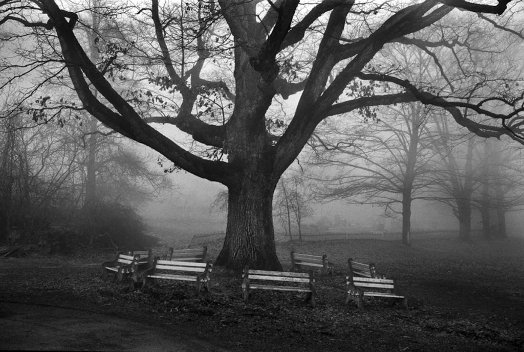 Brian Lav: Tree & Benches in Fog, Glen Gardener, NJ