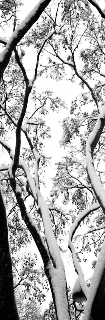 David Herr Orbock: Red Maple in Snow