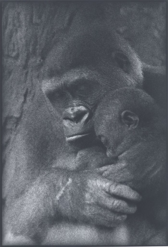 Sylvia Plachy: Gorilla Mother and Baby