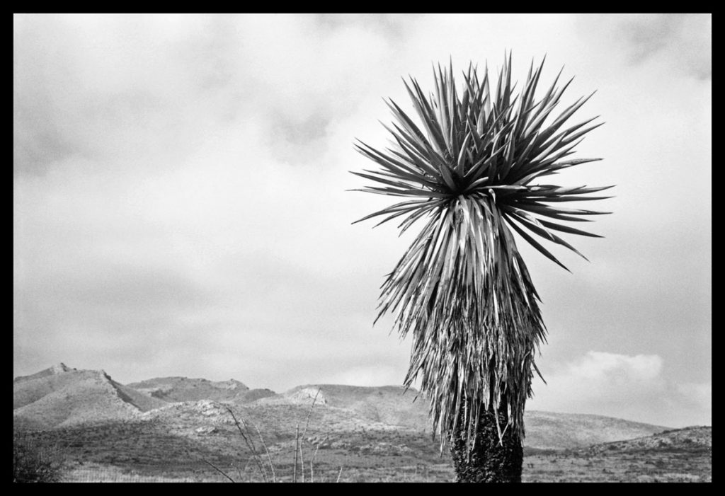 Rosemary Ranck: Yucca, Big Bend