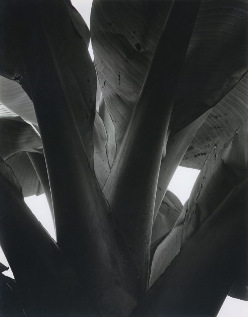 Donald Ross: Banana Tree, Berkeley