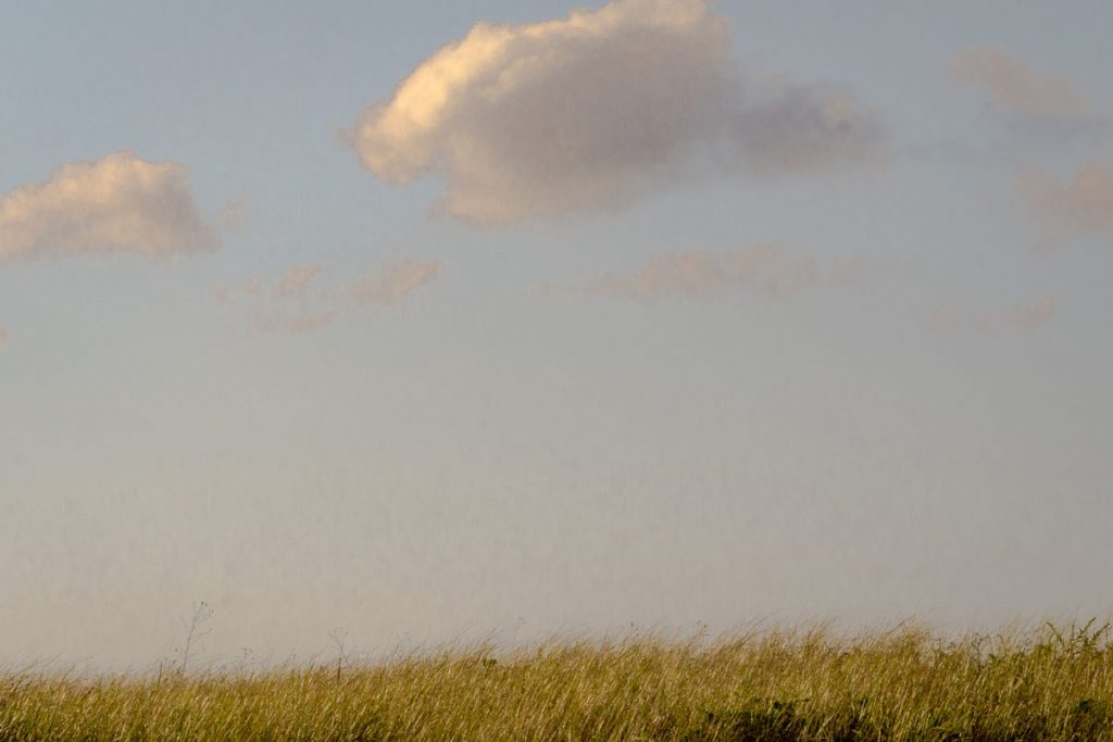 Raphael Shammaa: Quiet in the Dunes, Cape Cod