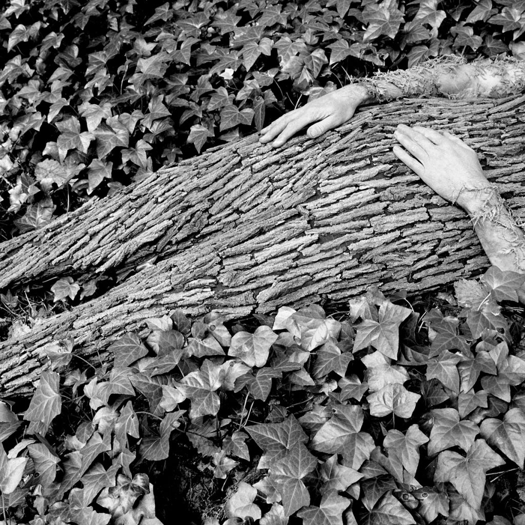 Keith Sharp: Trunk from Nature Boy Series